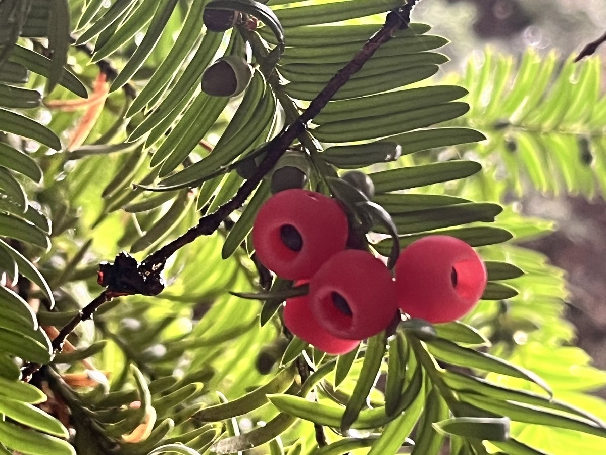 Gewöhnliche Eibe, Taxus baccata L.