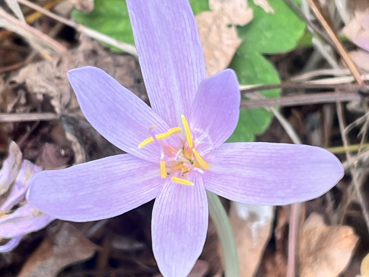 Herbst-Zeitlose, Colchicum autumnale L.