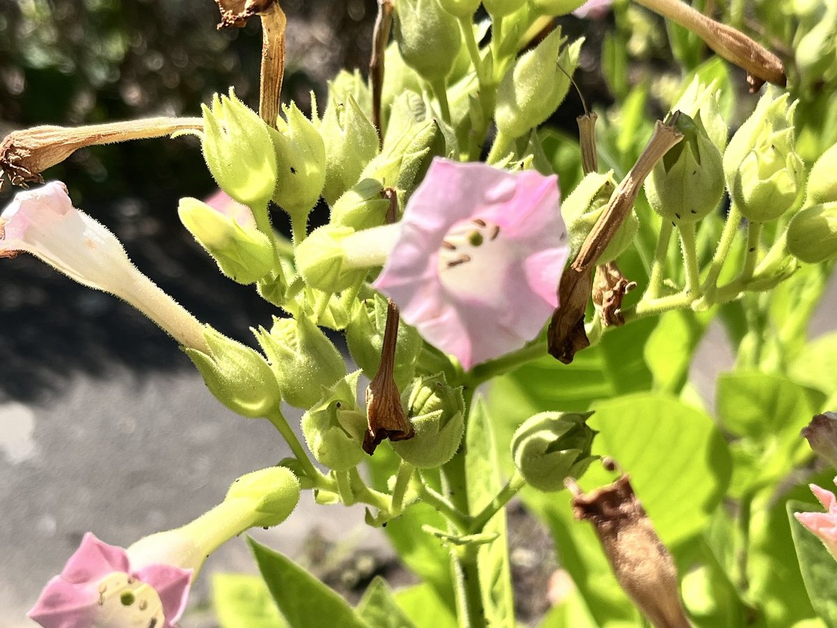 Virginischer Tabak, Nicotiana tabacum L.